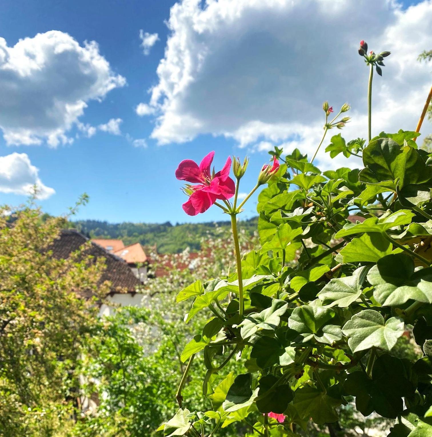 Rose'S Oldtown Apartment Brasov Ngoại thất bức ảnh